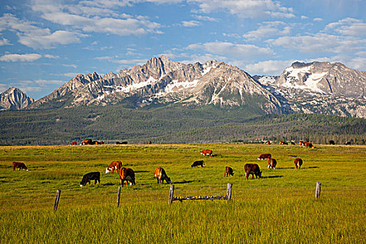 爱达荷,国家休闲度假区,放牧,牛,背景