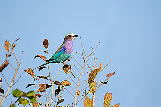 紫胸佛法僧鸟,佛法僧属,栖息,树上,南卢安瓜国家公园,赞比亚,非洲