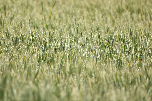 山东省日照市,万亩小麦青黄相间,风吹麦浪呈现丰收景象