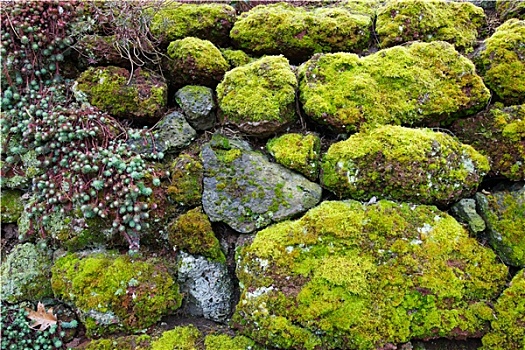苔藓,多汁性,岩石墙