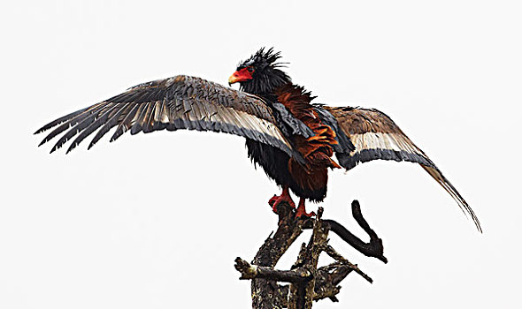 鹰,短尾鹰,弄干,翼,克鲁格国家公园,南非