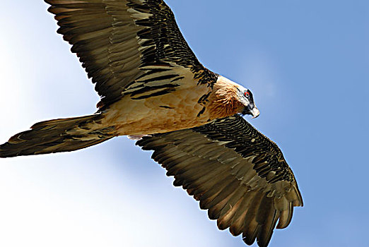 胡兀鹫,翱翔,奥德萨国家公园,西班牙