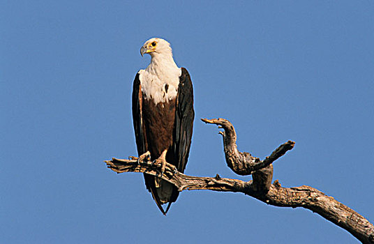 非洲,鱼,鹰,栖息,枝条,乔贝国家公园,博茨瓦纳