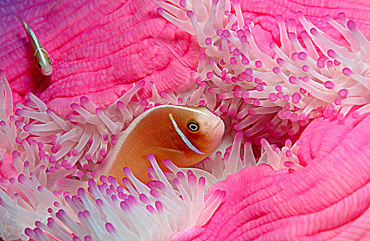 粉色,海葵鱼,粉红海葵鱼,上方,海银莲花属,澳大利亚,太平洋,水下