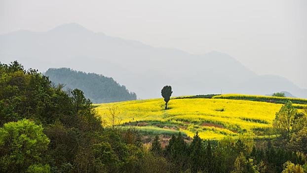 中国陕西汉中勉县龙湾油菜花风光