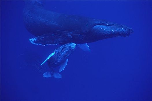 驼背鲸,大翅鲸属,鲸鱼,友好,护从,毛伊岛,夏威夷,提示,照相