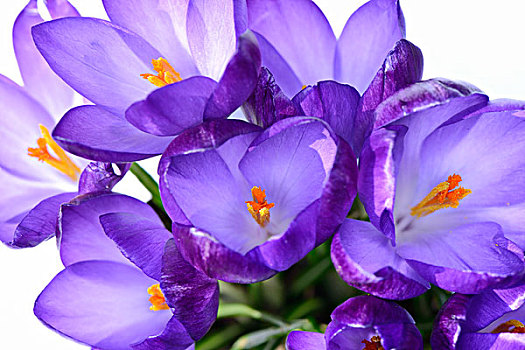 紫色,小精灵,藏红花,德国,欧洲
