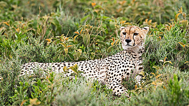 印度豹,猎豹,抬头,凝视,低,灌木,靠近,恩戈罗恩戈罗火山口,保护区,坦桑尼亚