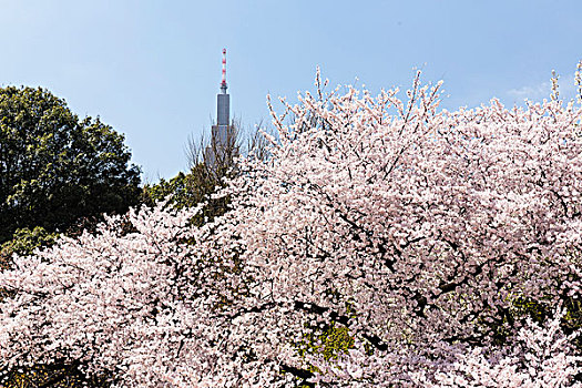 盛开,樱桃树,新宿御园,国家,花园,新宿,东京,日本