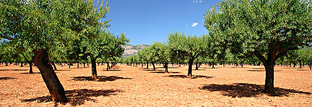 杏树,马略卡岛,西班牙