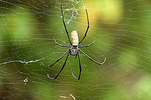 上郎蜘蛛,大,蜘蛛,巴厘岛,印度尼西亚