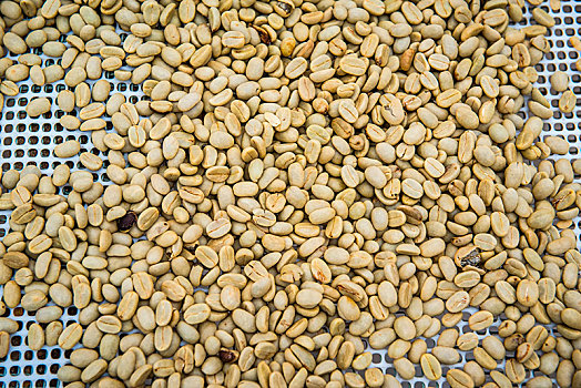 咖啡豆,左边,弄干,圣多美,普林西比