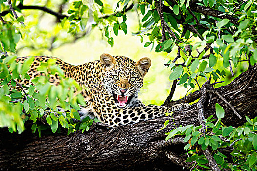 豹,狰狞,树,林波波河,南非