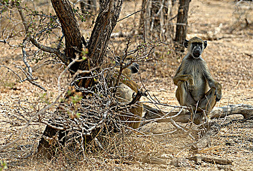 坦桑尼亚,禁猎区,猴子