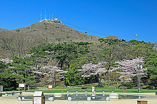 樱桃树,函馆,公园,山,索道