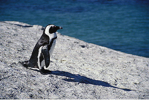 企鹅,漂石,湾,南非