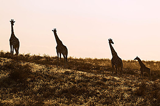 南方,长颈鹿,小,牧群,幼兽,早晨,卡拉哈里沙漠,卡拉哈迪大羚羊国家公园,南非,非洲