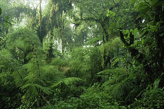 雾林,小路,蒙特维多云雾森林自然保护区,哥斯达黎加