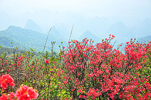 满山遍地映山红