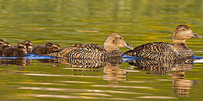 绒鸭,雌性,幼禽,游泳,水塘,靠近,冰岛