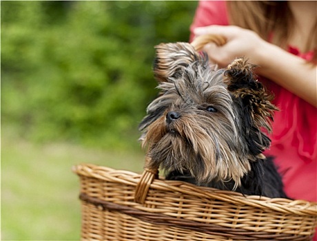 约克郡犬,篮子