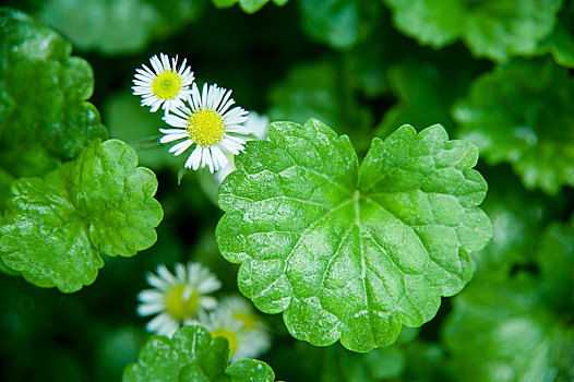 野外的白色小菊花