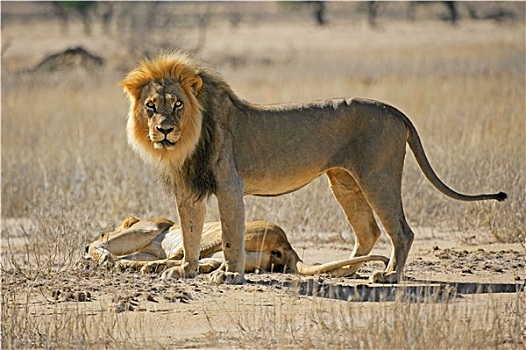 非洲狮,一对