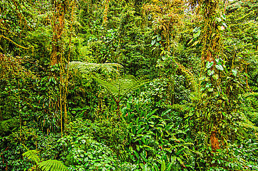 浓厚,绿色,丛林,哥斯达黎加