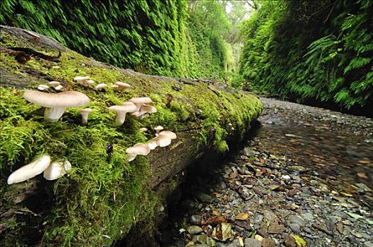 蘑菇,树桩,蕨类,峡谷,红杉国家公园,加利福尼亚,美国