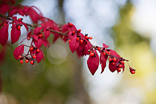 枝条,红色,秋天,浆果