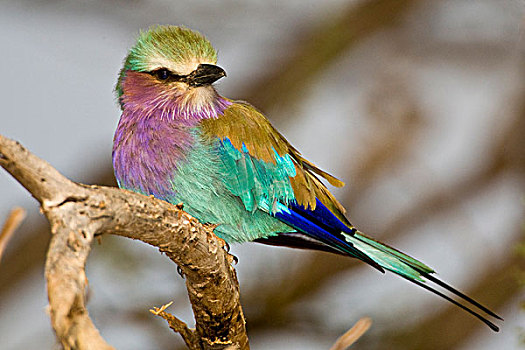非洲,肯尼亚,紫胸佛法僧鸟