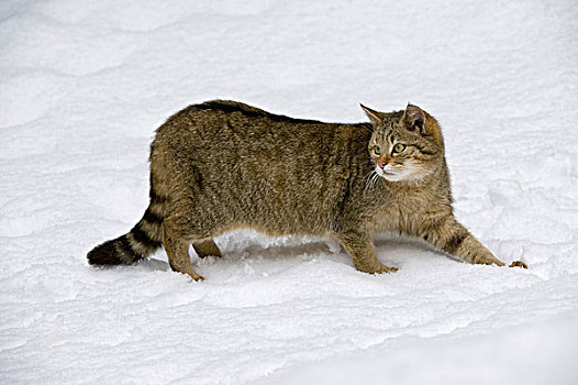 野生猫科动物,斑貓,雪地,巴伐利亚森林国家公园,区域,巴伐利亚,德国,欧洲