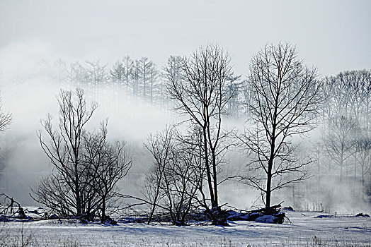 霜,雾,树林