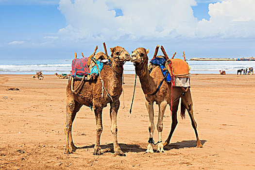 两个,阿拉伯骆驼,海滩,苏维拉,摩洛哥