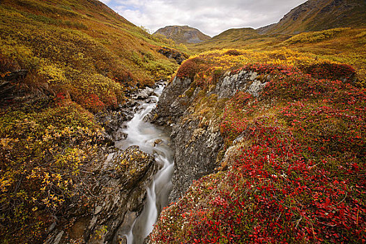 小溪,瀑布,彩色,苔原,阿拉斯加