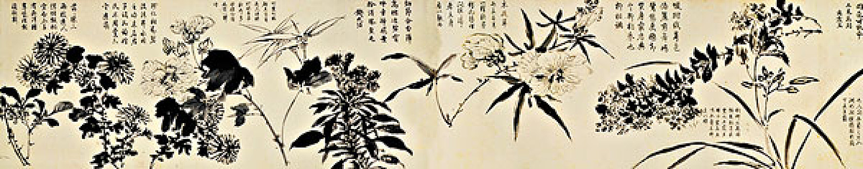 古画,百花图卷,周之冕,明朝