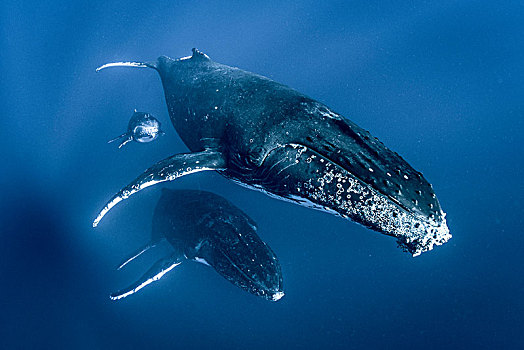 驼背鲸,大翅鲸属,鲸鱼,游动,一起,水下视角,汤加,西部,斐济