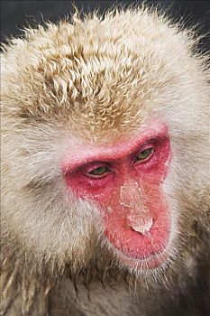 肖像,日本猕猴