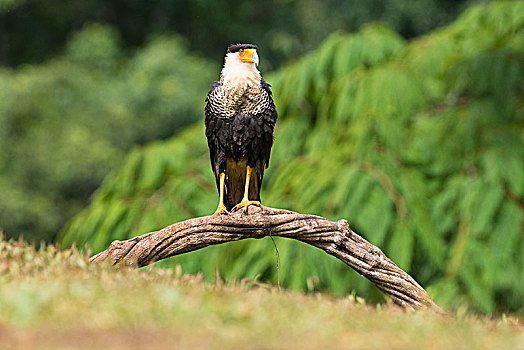 南方,凤头卡拉鹰,长腿兀鹰,坐在树上,哥斯达黎加,中美洲