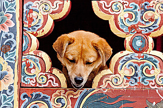 狗,涂绘,窗户,寺院,山谷,不丹