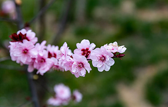 榆叶梅,丁香花