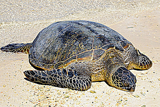 绿海龟,龟类,室外,海滩,中途岛,夏威夷,美国