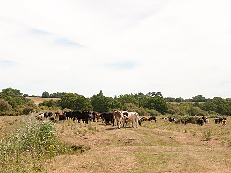 乳业,肉,农场,母牛,户外,放牧,草地,乡野