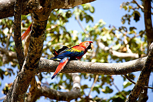 绯红金刚鹦鹉,枝头,委内瑞拉