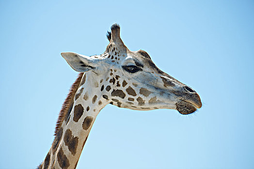 长颈鹿,头像,乔贝国家公园,博茨瓦纳,赞比亚,非洲