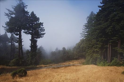 薄雾,上方,树林,林中空地