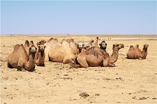 骆驼,躺着,地面,草原