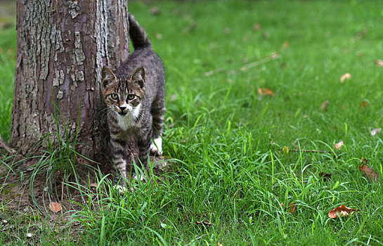 一群野外流浪猫