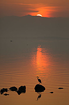 海边日出朝阳鹭鸟