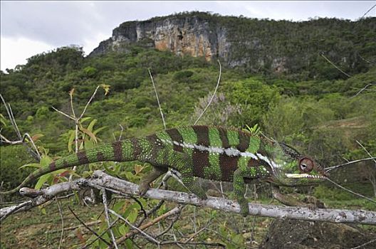豹纹变色龙,北方,马达加斯加